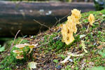 Mooie gele paddenstoelen langs de Skagit Trail in Manning bij Hope
