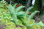 Varens langs het wandelpad over de Skagit Trail in Manning Prov. Park