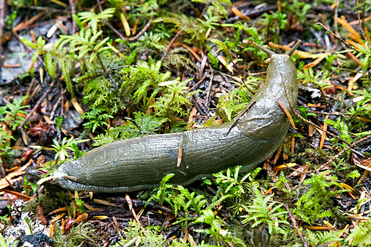 Een bananenslak op het wandelpad van de Skagit Trail in Manning bij Hope