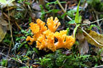 Een mooie herfstpaddestoel langs het Skagit Trail in Manning Prov. Park