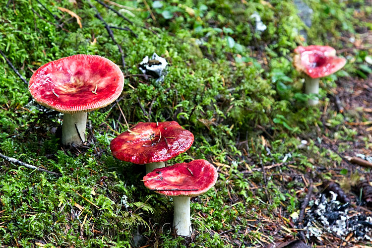 Mooie rode paddenstoelen in het mos langs de Skagit Trail in Manning