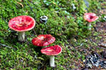 Mooie rode paddenstoelen in het mos langs de Skagit Trail in Manning
