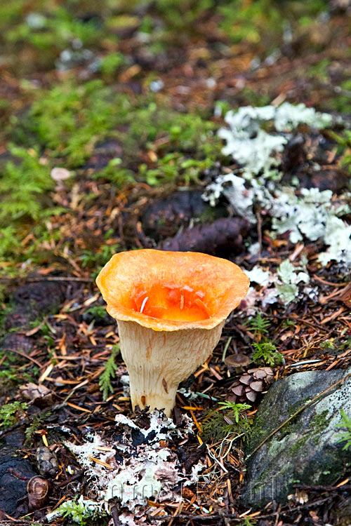 Een mooie kelkvormige gele paddenstoel langs het wandelpad van de Skagit Trail