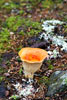 Een mooie kelkvormige gele paddenstoel langs het wandelpad van de Skagit Trail