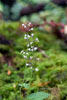 Leuke kleine herfstbloemen langs het wandelpad van de Skagit Trail