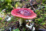 Nog een mooie rode paddenstoel langs het wandelpad van de Skagit Trail in Manning