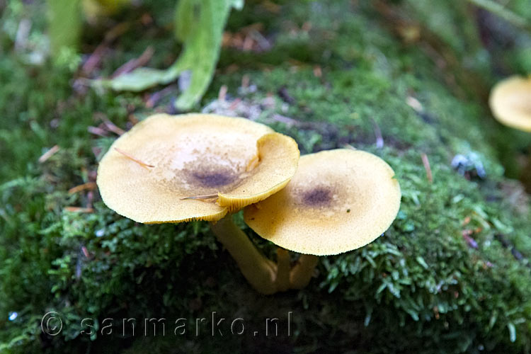 Twee schattige paddenstoelen langs het wandelpad van de Skagit Trail bij Hope
