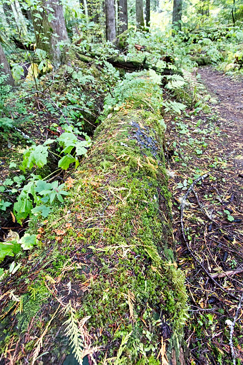 Een oude boomstam langs het wandelpad van de Skagit River in Manning