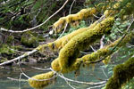 Met mos begroeide boomtakken langs de Skagit River in Manning Prov. Park