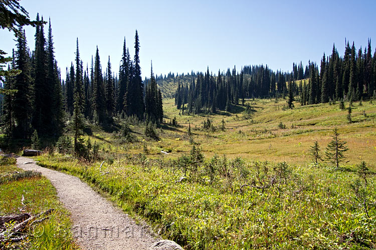 Wandelen over open vlakten naar Eva en Miller Lake in Mount Revelstoke NP