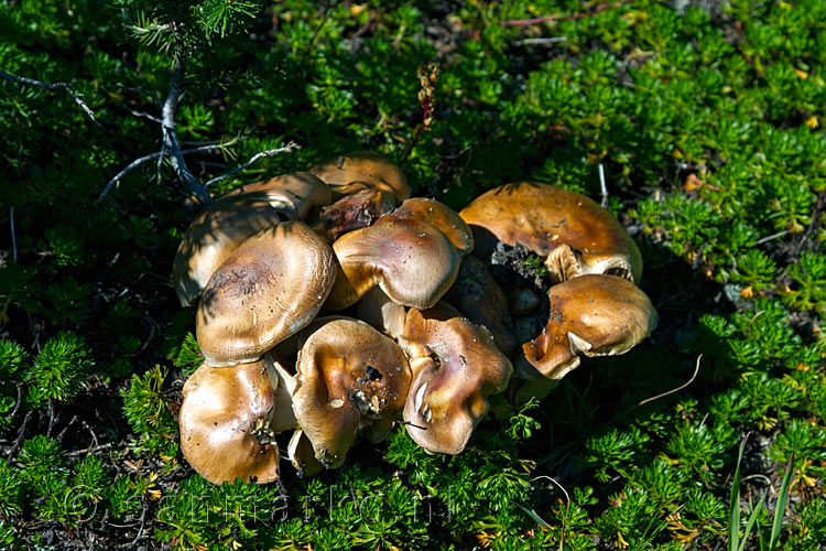 Een groep paddenstoelen langs het wandelpad van Eva Lake naar Miller Lake in Mount Revelstoke NP