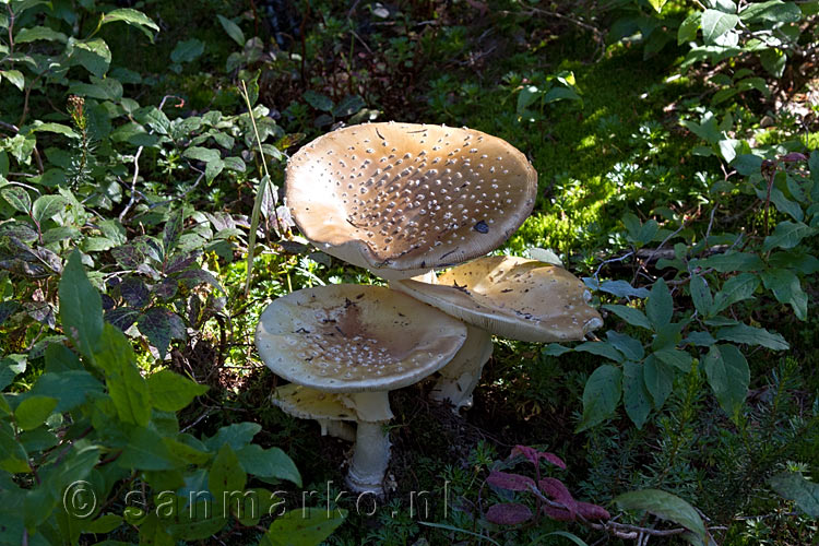 Twee leuke paddenstoelen langs het wandelpad naar Eva en Miller Lake