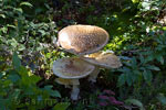 Twee leuke paddenstoelen langs het wandelpad naar Eva en Miller Lake