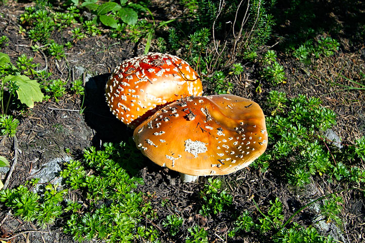 Rode paddenstoelen met witte stippen langs het Eva en Miller Lake in Mount Revelstoke NP
