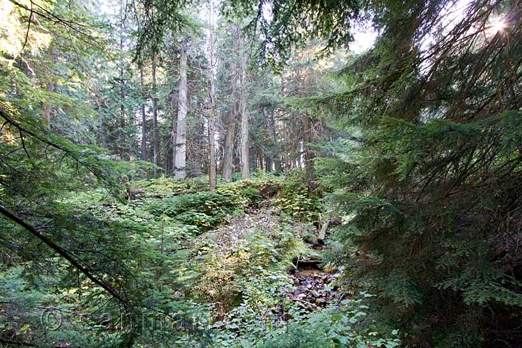 wandelen door de schitterende bossen van de Giant Cedars in Mount Revelstoke NP