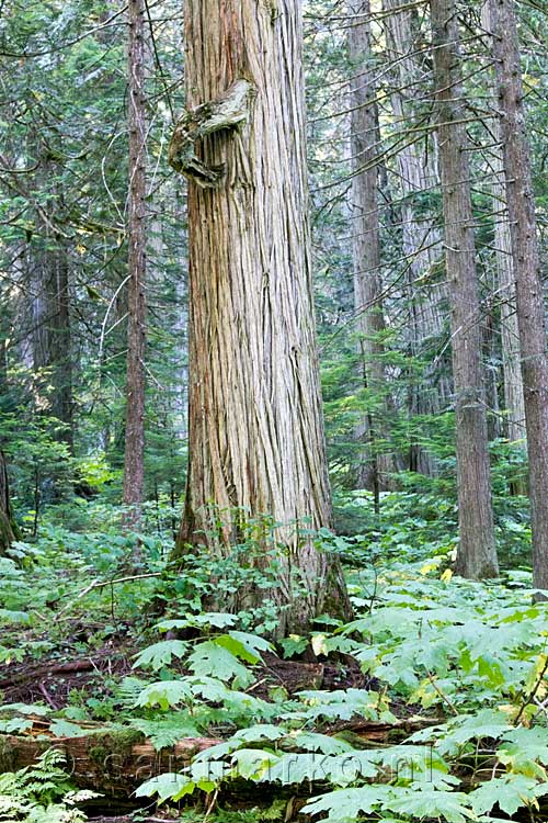 Een van de vele Giant Cedars in Mount Revelstoke National Park