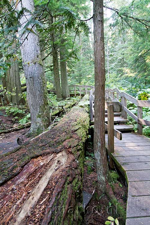 De Giant Cedars naast, onder en boven het wandelpad in Mount Revelstoke National Park