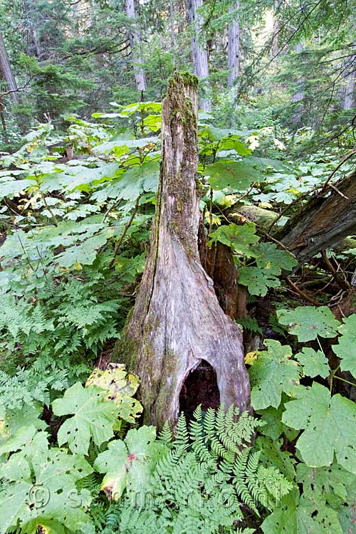 Een dode Giant Cedar langs het wandelpad omgeven door varens in Mount Revelstoke NP