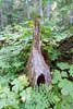 Een dode Giant Cedar langs het wandelpad omgeven door varens in Mount Revelstoke NP