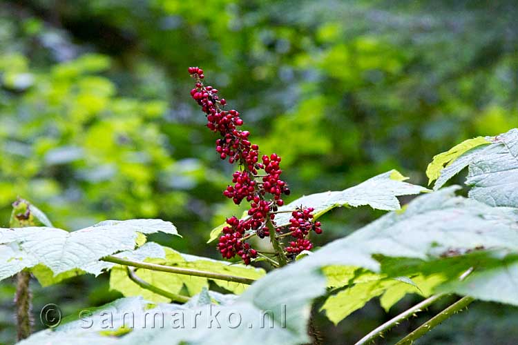 Te midden van al het groen, rood bloeiende Devil's Club in Mount Revelstoke NP