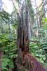 De vergane Giant Cedar langs het wandelpad in Mount Revelstoke NP