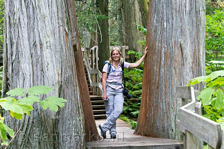 Sandra naast de enorme Giant Cedars in Mount Revelstoke National Park