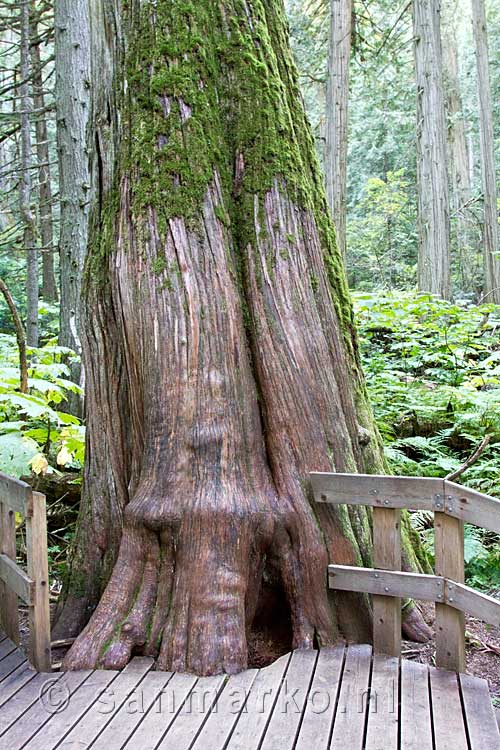 Een Giant Cedar naast het wandelpad in Mount Revelstoke NP in Canada