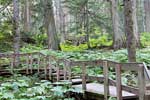 De mooie natuur langs het wandelpad bij de Giant Cedars in Canada