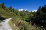 Het wandelpad richting Kinney Lake in Mount Robson Prov. Park