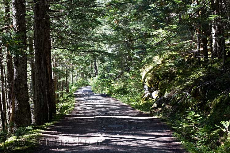 Het wandelpad door het bos in Mount Robson Provincial Park in Canada