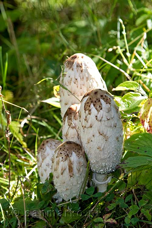 De mooie paddenstoelen langs het wandelpad naar Kinney Lake