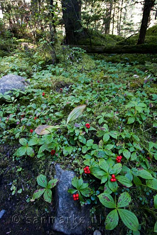 Een heel veld Cornus Canadensis in Mount Robson Provincial Park