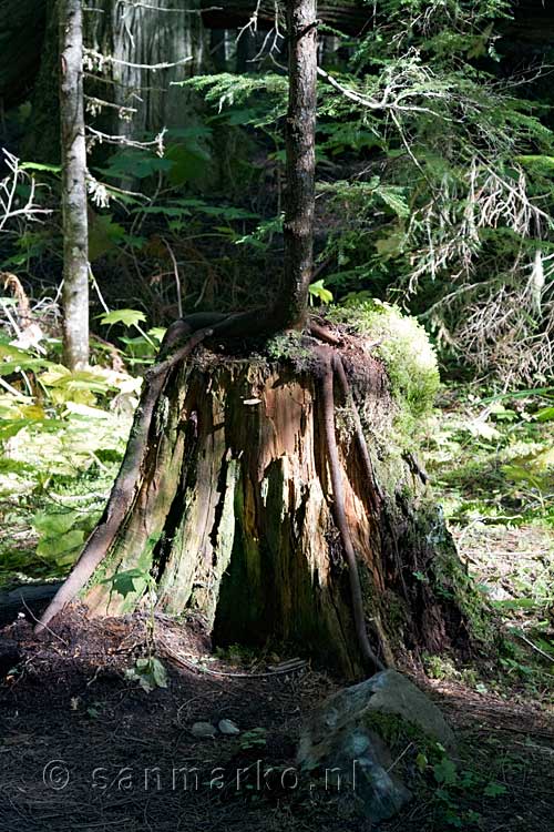 Een dode boom zorgt voor nieuw leven in Canada