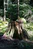 Een dode boom zorgt voor nieuw leven in Canada