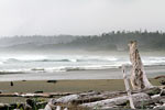 Bomen, zee, regenwoud en storm in Pacific Rim National Park in Canada