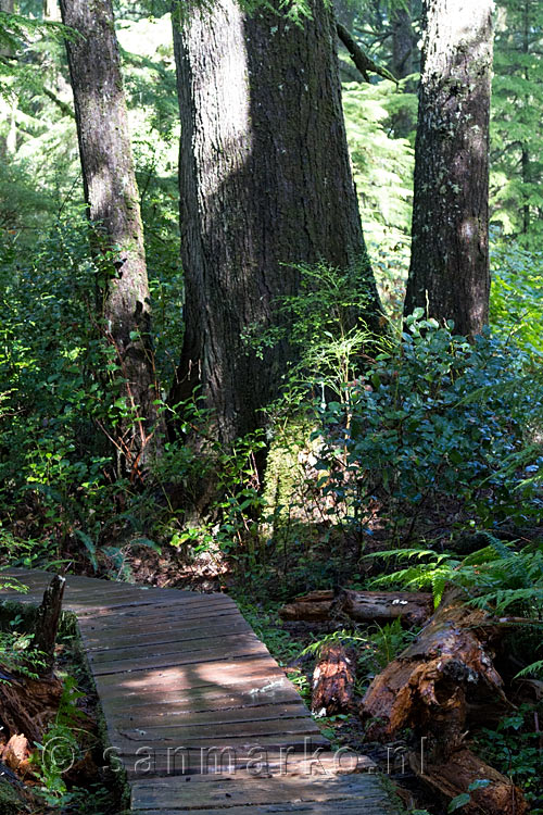 Het oude vlonder pad door de Rain Forest Trail in Pacific Rim National Park