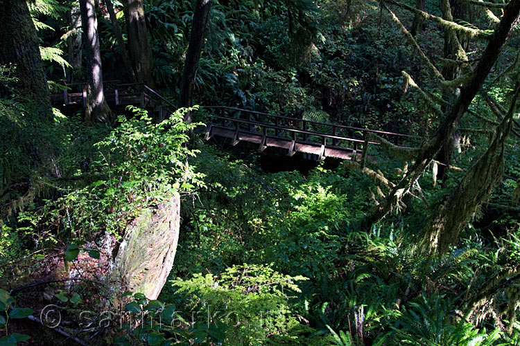 Het wandelpad door de mooie natuur van het Rain Forest Trail in Pacific Rim NP