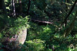 Het wandelpad door de mooie natuur van het Rain Forest Trail in Pacific Rim NP