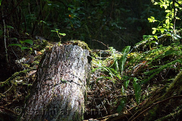 Wandelend door het regenwoud op het Rain Forest Trail in Pacific Rim NP