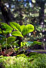 De schitterende natuur van het Rain Forest Trail in Pacific Rim NP op Vancouver Island