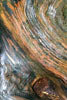 Een close up van de wortels van een Giant Cedar langs het Rain Forest Trail