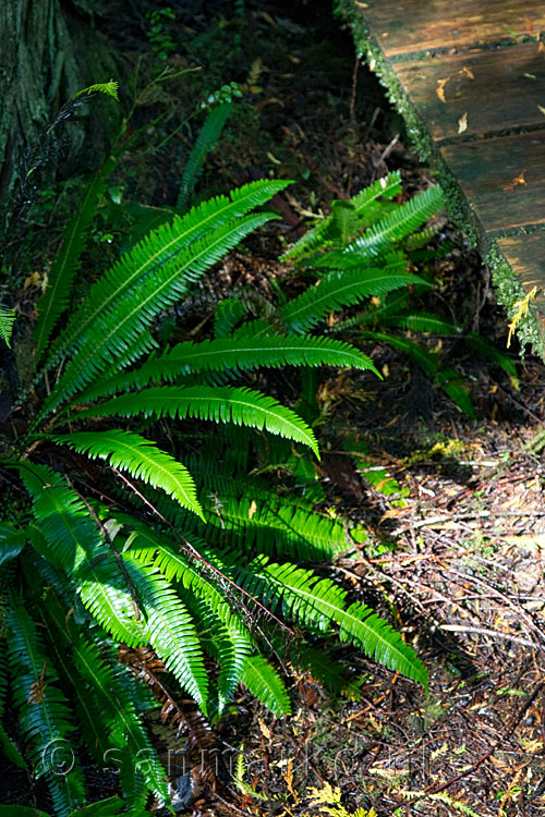 Schitterende varens in het regenwoud langs het wandelpad van de Rain Forest Trail