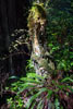 Een nursing tree langs het Rain Forest Trail in Pacific Rim NP