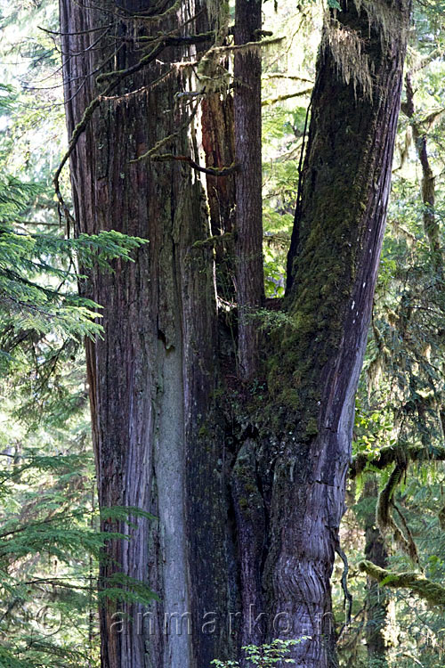 Een nieuwe Gaint Cedar in een oude langs het Rain Forest Trail op Vancouver Island