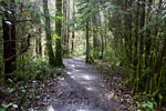 Het wandelpad van de Rain Forest Trail in Pacific Rim NP op Vancouver Island
