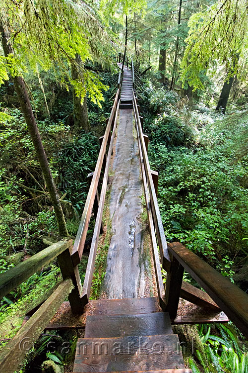 Een oude Giant Cedar dient als brug op het wandelpad van de Rain Forest Trail