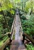 Een oude Giant Cedar dient als brug op het wandelpad van de Rain Forest Trail