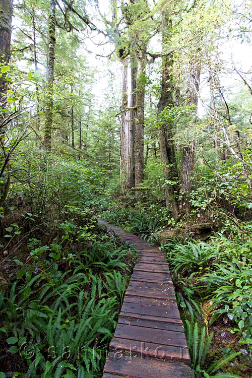 Wandelen over een vlonder pad door de schitterende natuur van het Rain Forest Trail