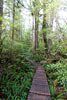 Wandelen over een vlonder pad door de schitterende natuur van het Rain Forest Trail