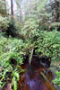 IJzer water stroomt door het regenwoud bij Schooner Cove in Pacific Rim NP